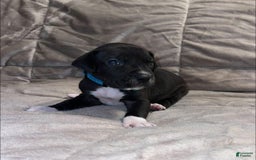 Great Dane dogs for sale: Black Female 4 - Image 2