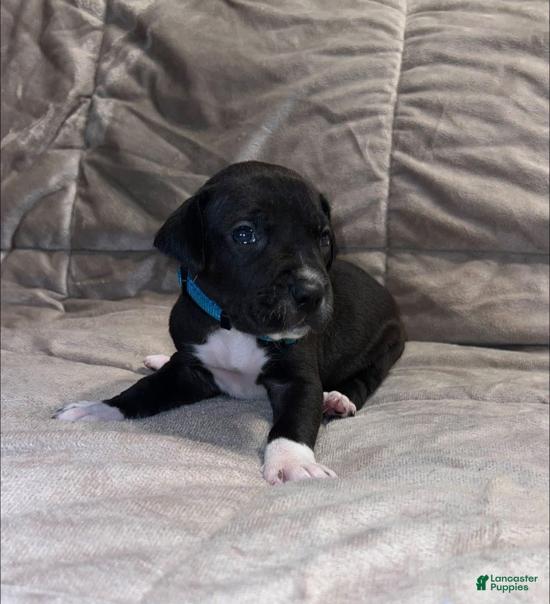 Great Dane dogs for sale: Black Female 4 - Image 2