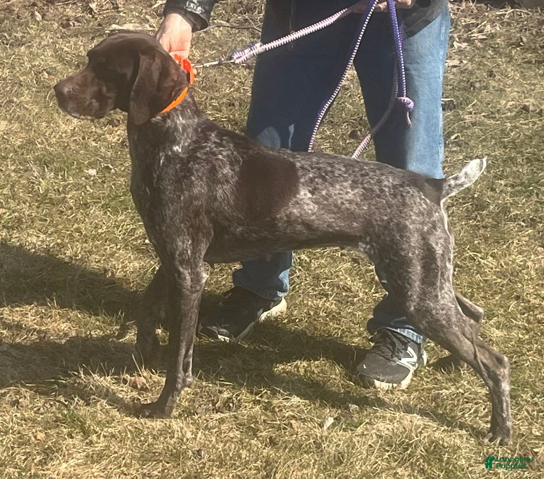 German Shorthaired Pointer dogs for sale: GSP - Image 5