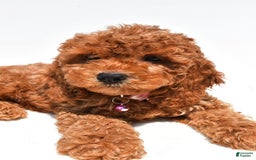 Cockapoo dogs for sale: Liza - Image 6