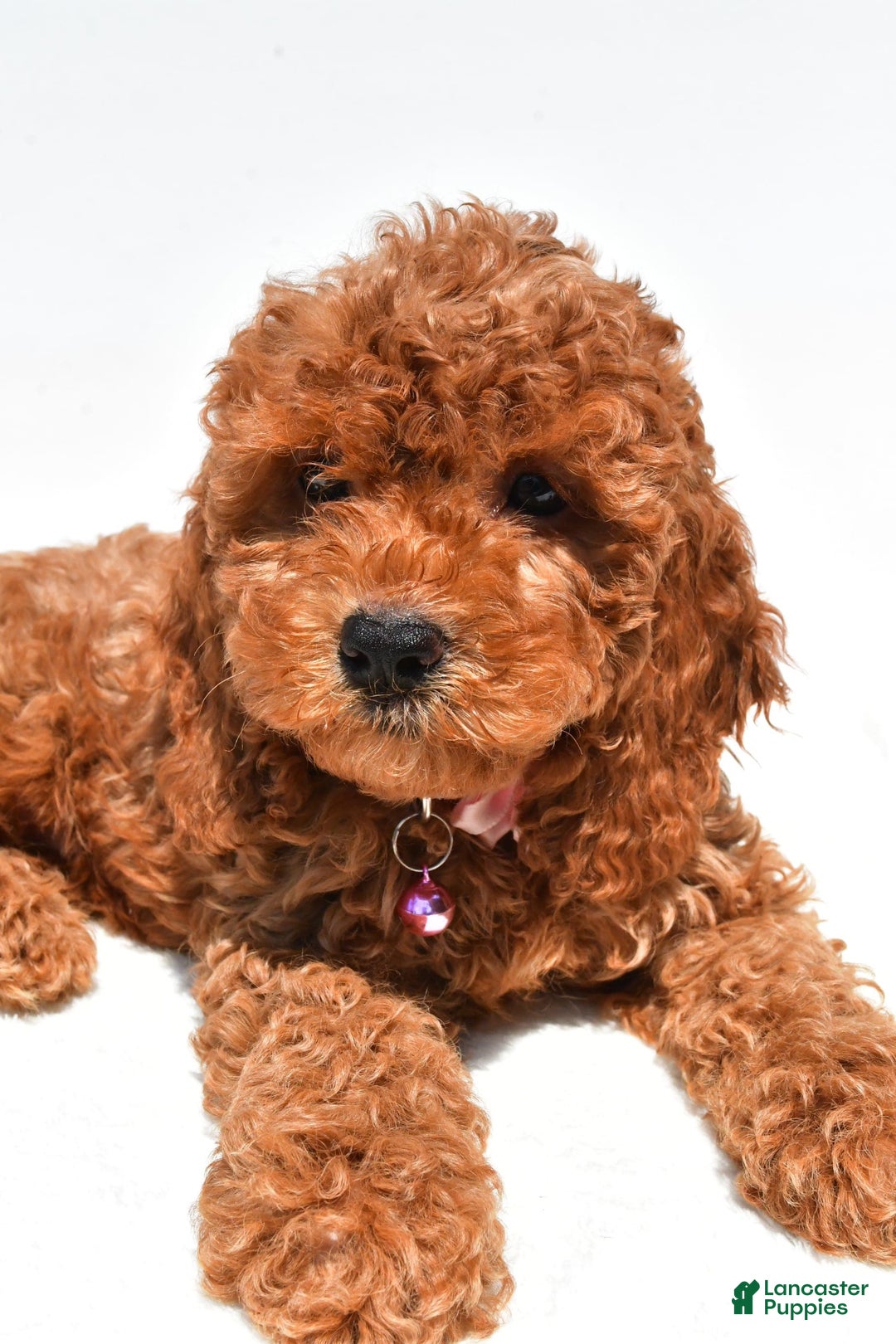 Cockapoo dogs for sale: Liza - Image 6