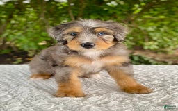 Bernedoodle dogs for sale: Ashton - Image 2