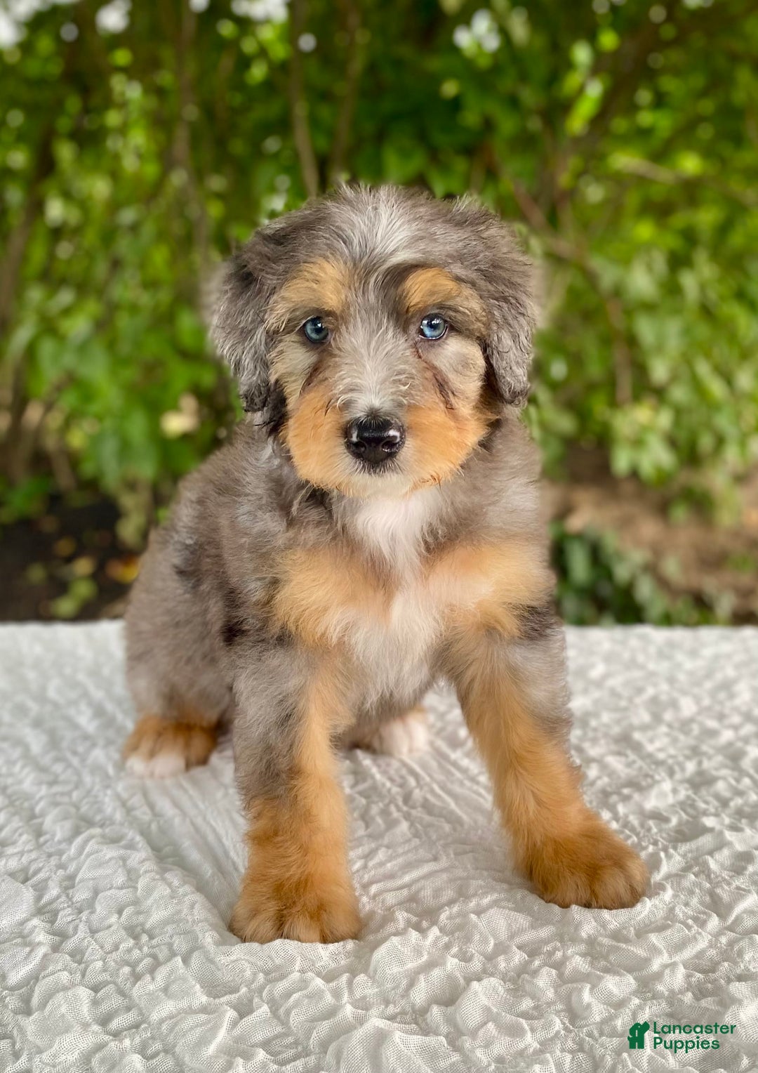 Bernedoodle dogs for sale: Ashton - Image 2