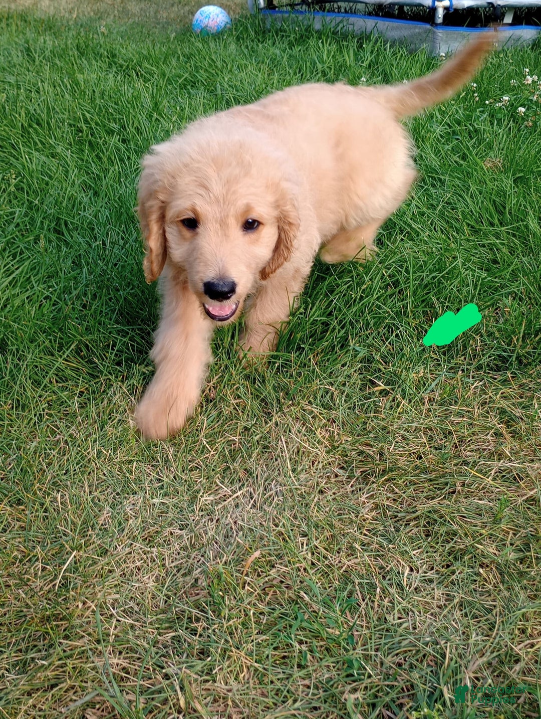Goldendoodle dogs for sale: Dark Green - Image 1