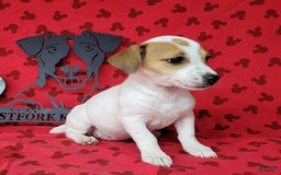 Jack Russell Terrier dogs for sale: June Broken Coat Jrt - Image 10