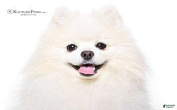 Pomeranian dogs for sale: Lola - Image 9