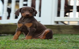 Doberman Pinscher dogs for sale: DIAMOND - Image 1