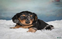 Miniature Dachshund dogs for sale: Misty - Image 7