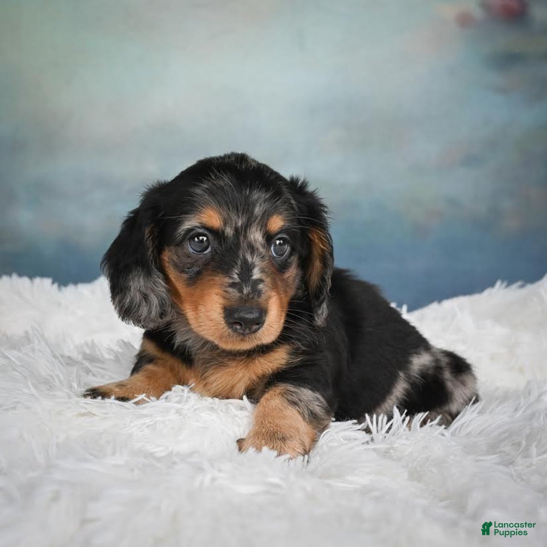 Miniature Dachshund dogs for sale: Misty - Image 7