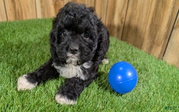 Cavapoo dogs for sale: Kaylee Boy - Image 7
