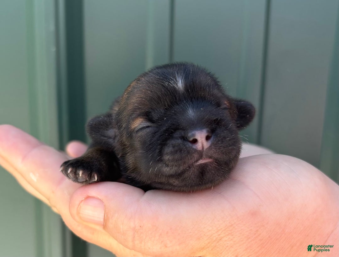 Shih Tzu dogs for sale: Astro - Image 1