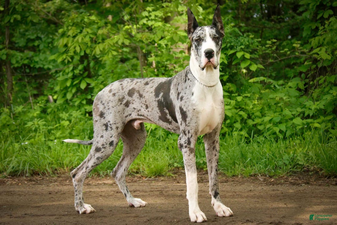 Great Dane dogs for sale: Jack - Image 27