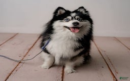 Pomsky dogs for stud: Zion Bartholomew - Image 4