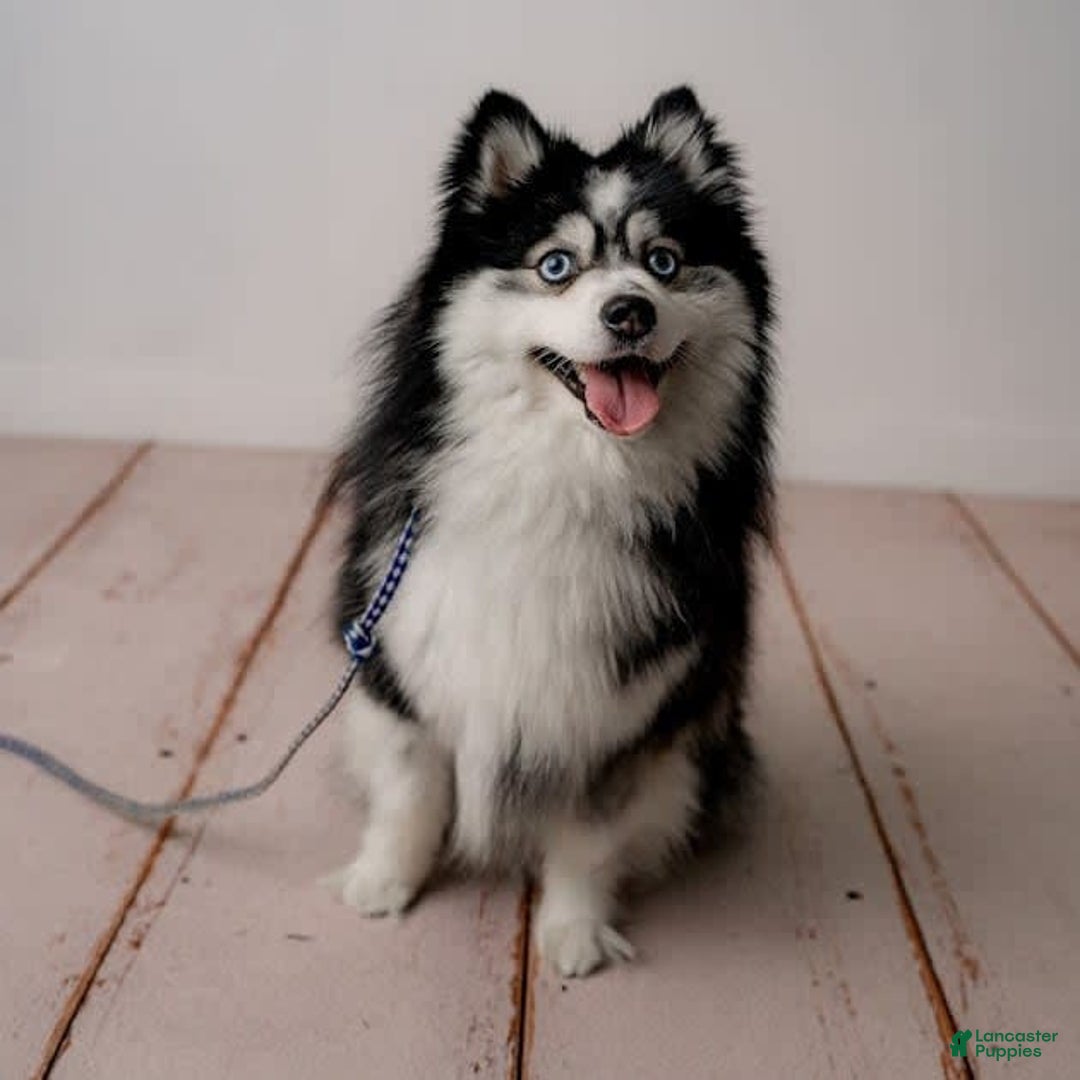 Pomsky dogs for stud: Zion Bartholomew - Image 4