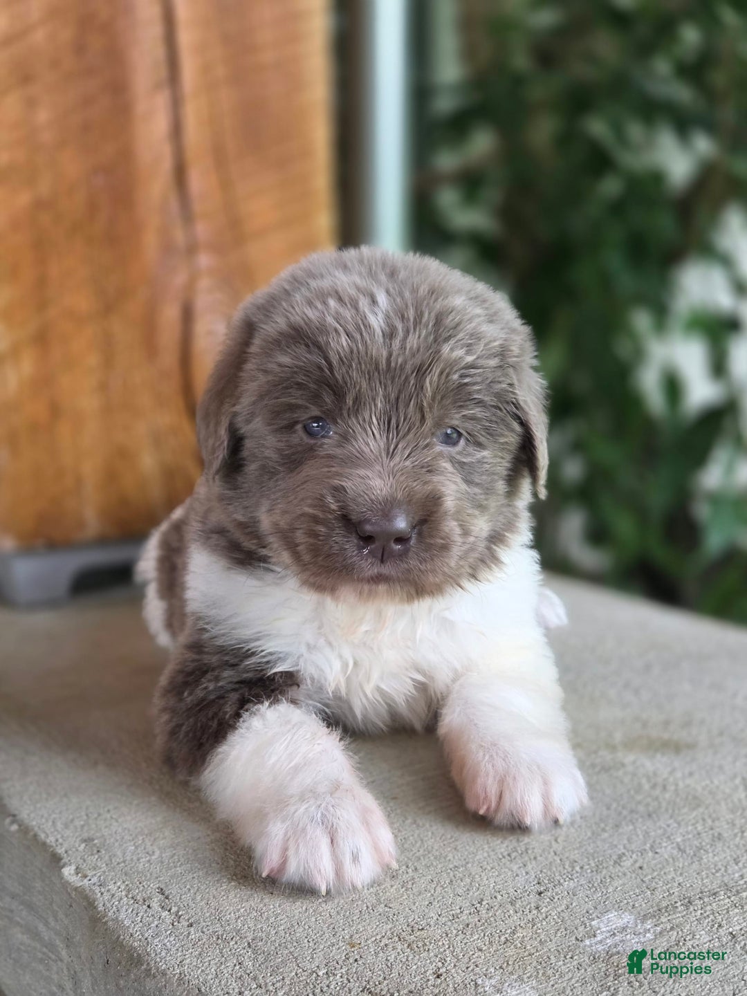 Newfoundland dogs for sale: Lacie - Image 5