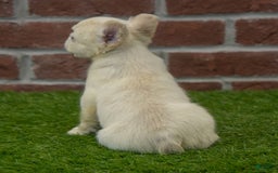 French Bulldog dogs for sale: Abby - Image 4