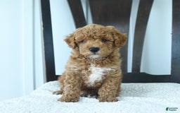 Miniature Poodle dogs for sale: Harper - Image 1