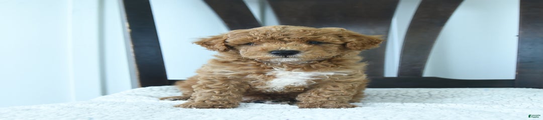 Harper