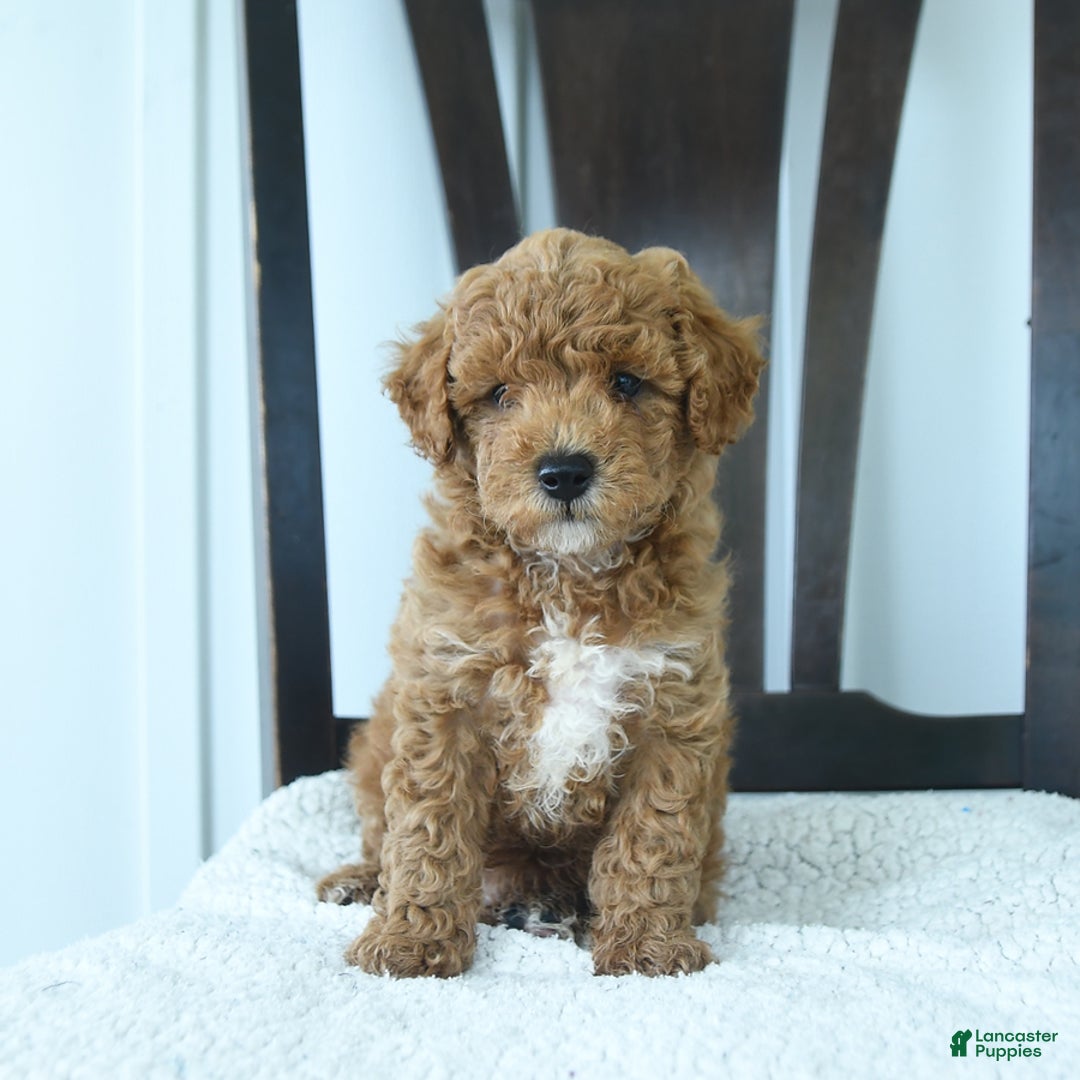Miniature Poodle dogs for sale: Harper - Image 1