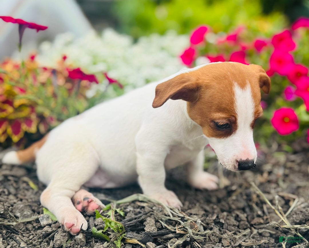 Jack Russell Terrier dogs for sale: Lilly - Image 3