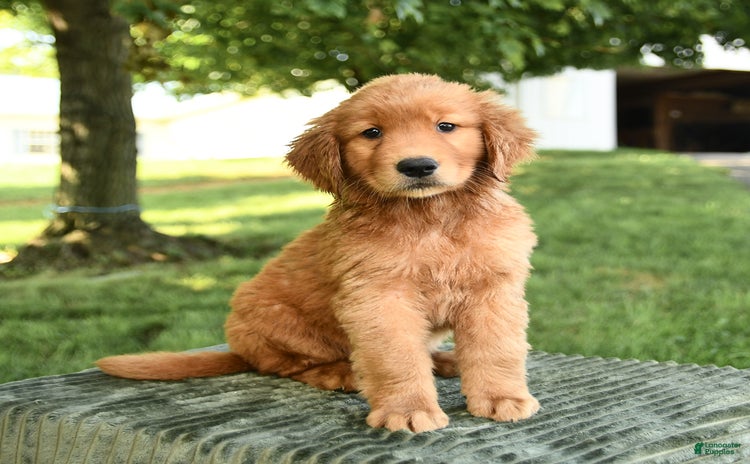 Golden Retriever dogs - Advert 15
