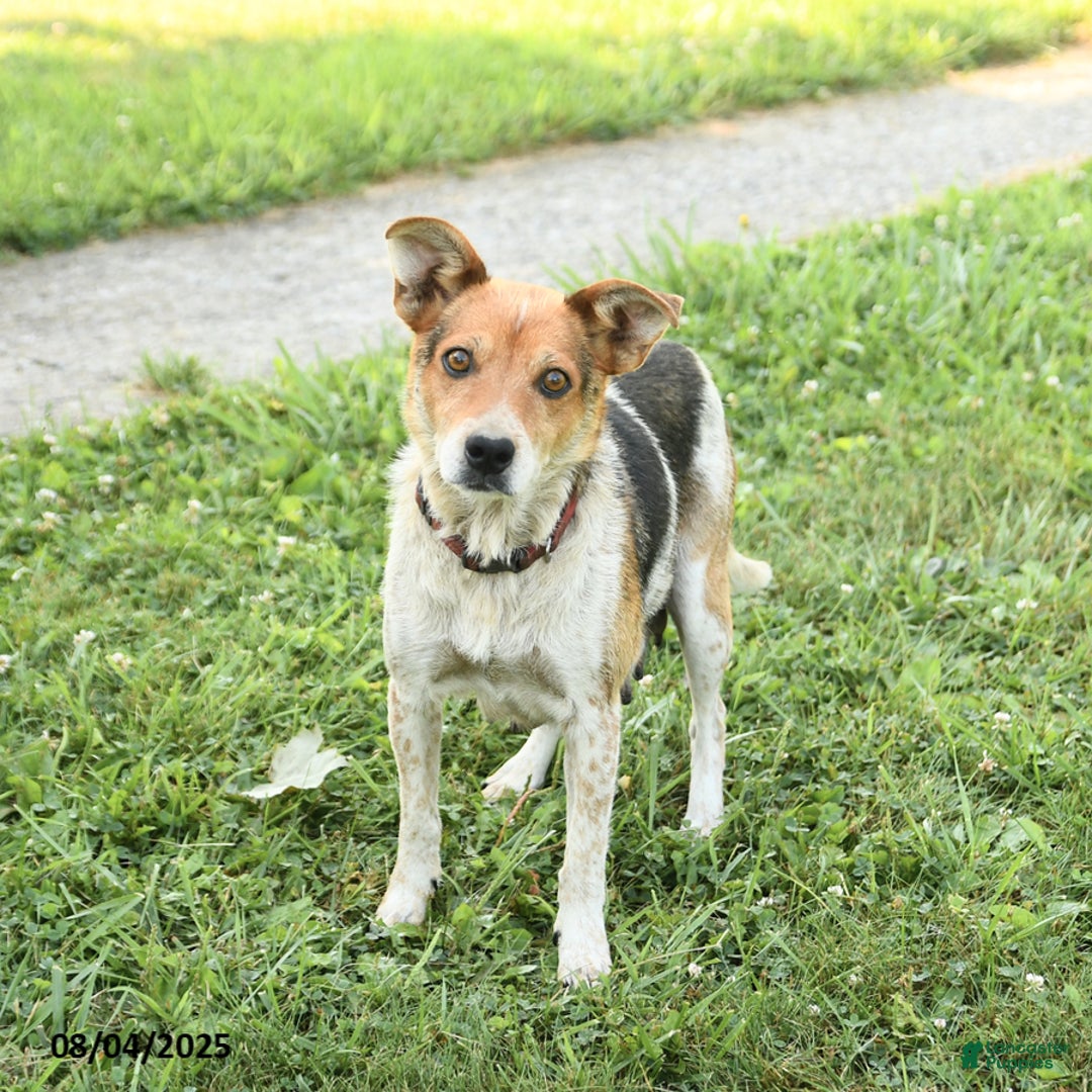 Jack Russell Terrier dogs for sale: Lucky - Image 4