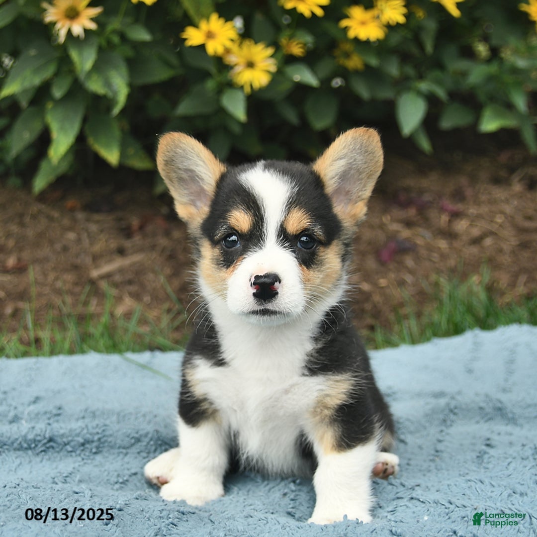 Welsh Corgi Pembroke dogs for sale: Salty - Image 4