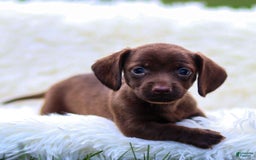 Miniature Dachshund dogs for sale: Felena - Image 1