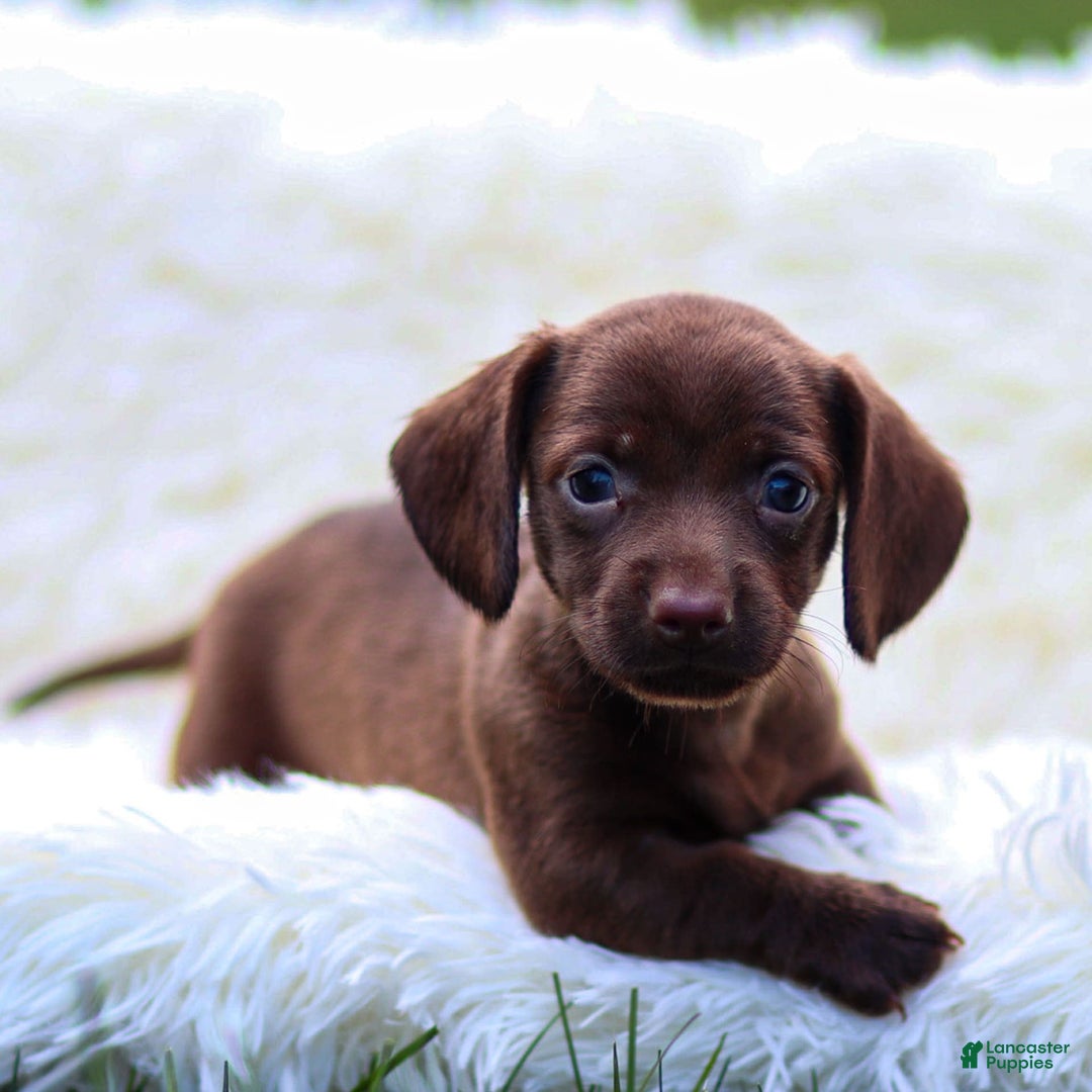 Miniature Dachshund dogs for sale: Felena - Image 1