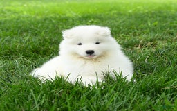 Samoyed dogs for sale: Goldie - Image 1
