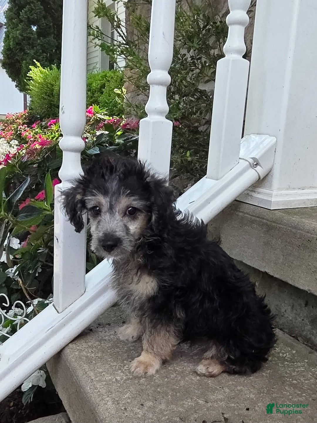 Yorkiepoo dogs for sale: Ken - Image 4