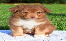Australian Shepherd dogs for sale: Bo - Image 6
