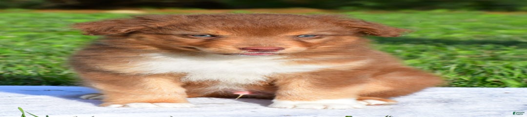 Bo