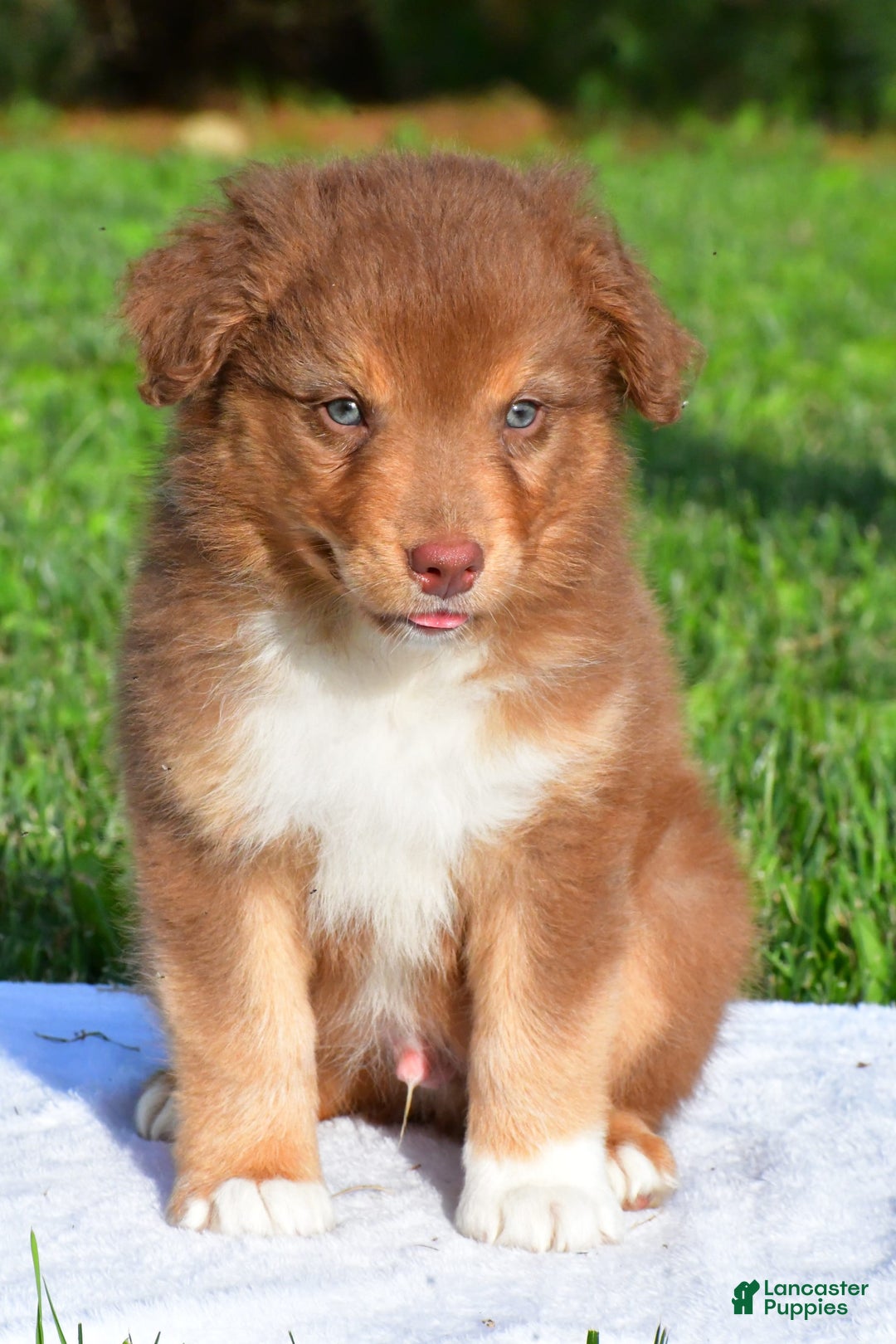 Australian Shepherd dogs for sale: Bo - Image 6