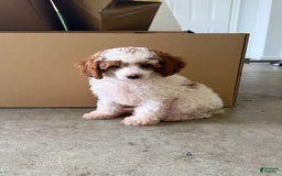 Miniature Poodle dogs for sale: Rascal - Image 2