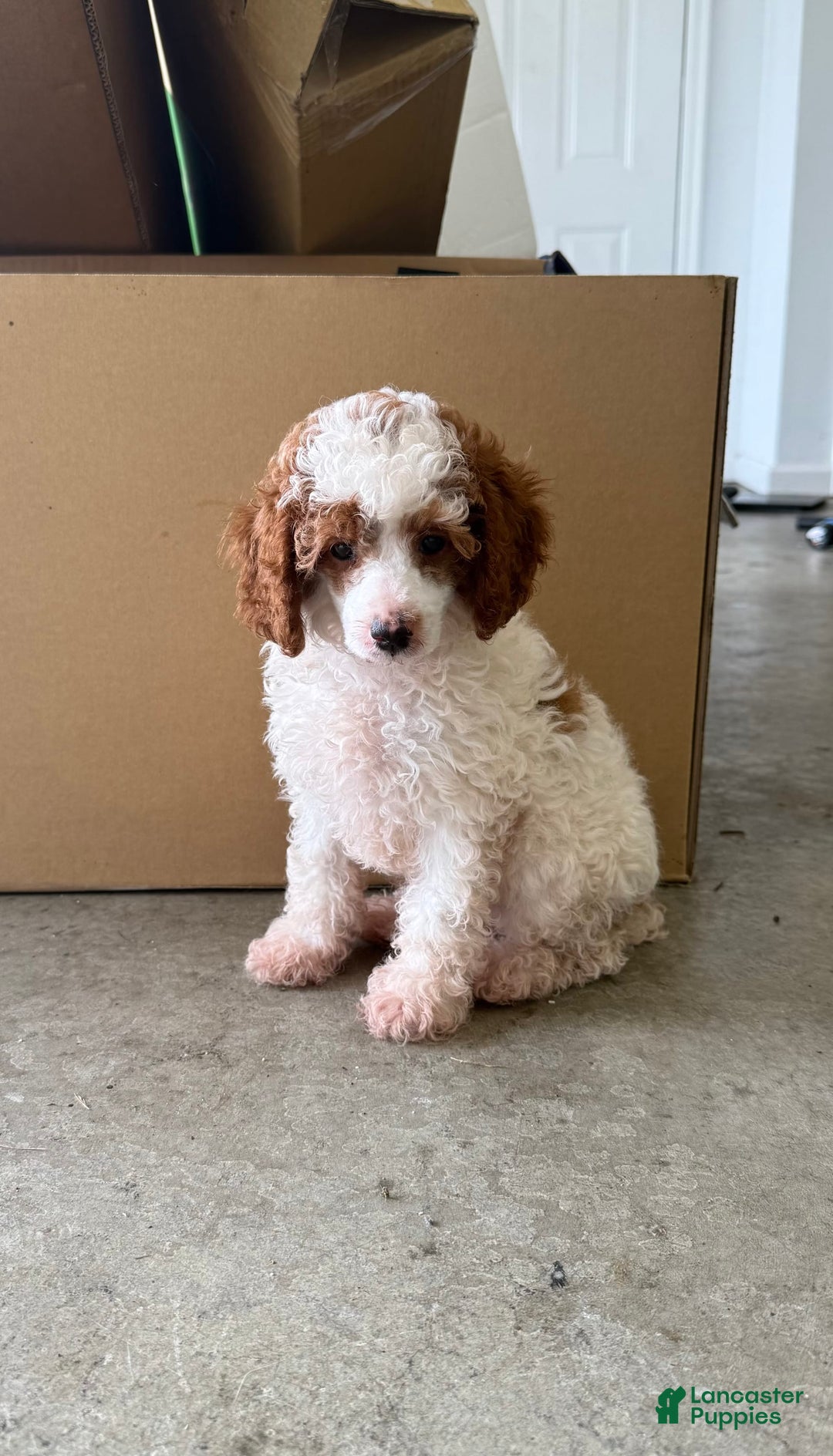 Miniature Poodle dogs for sale: Rascal - Image 2