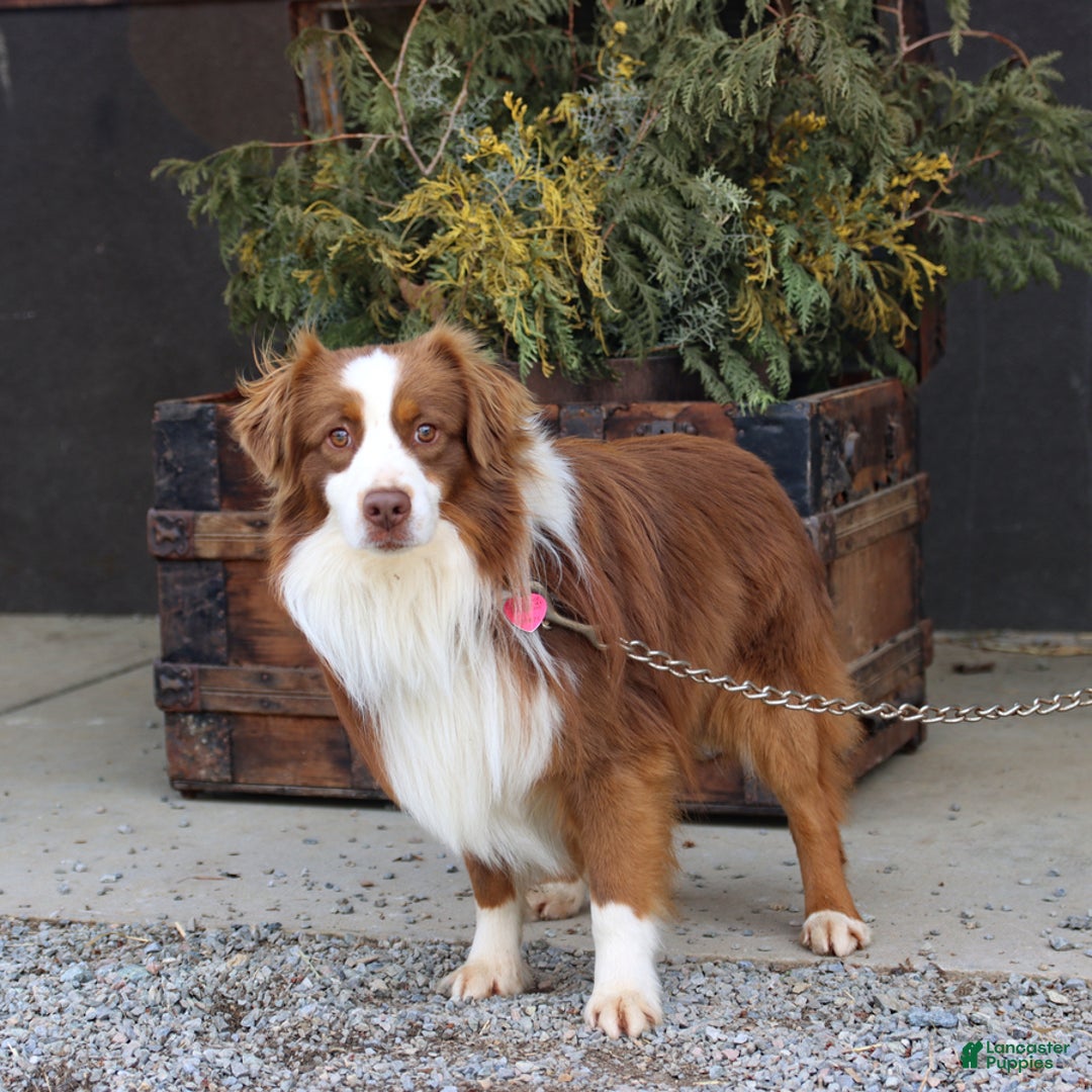 Miniature Australian Shepherd dogs for sale: Daisy - Image 7