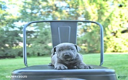 Cane Corso dogs for sale: Maverick - Image 2