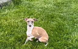 Italian Greyhound dogs for sale: Gerald - Image 2