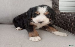 Bernedoodle dogs for sale: Ashton - Image 8