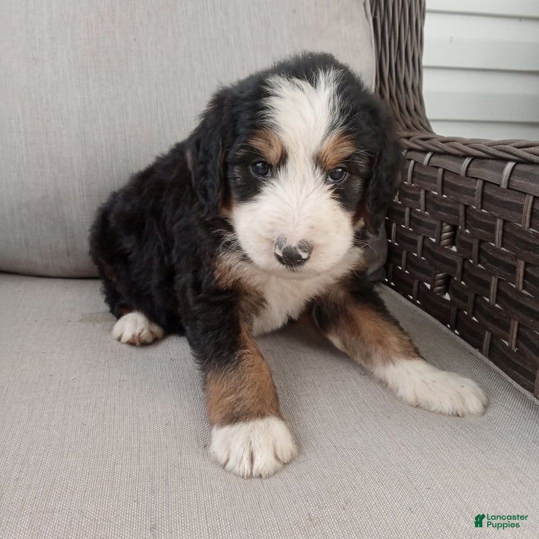 Bernedoodle dogs for sale: Ashton - Image 8