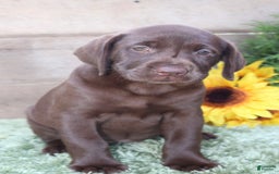 Labrador Retriever dogs for sale: Shishi - Image 2