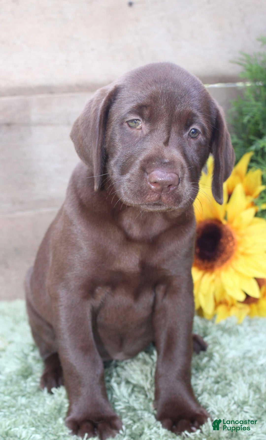 Labrador Retriever dogs for sale: Shishi - Image 2