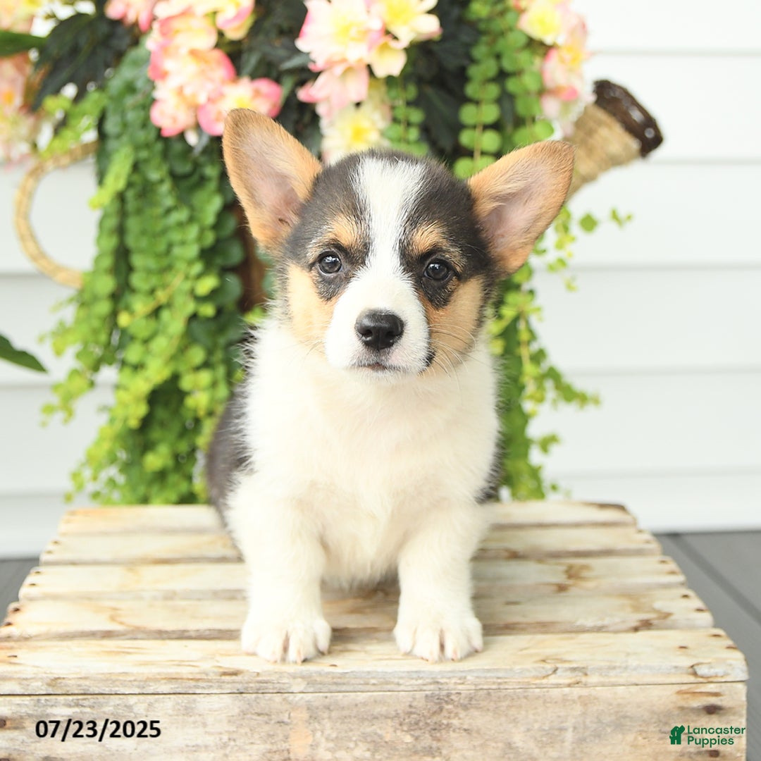 Welsh Corgi Pembroke dogs for sale: Poker - Image 2