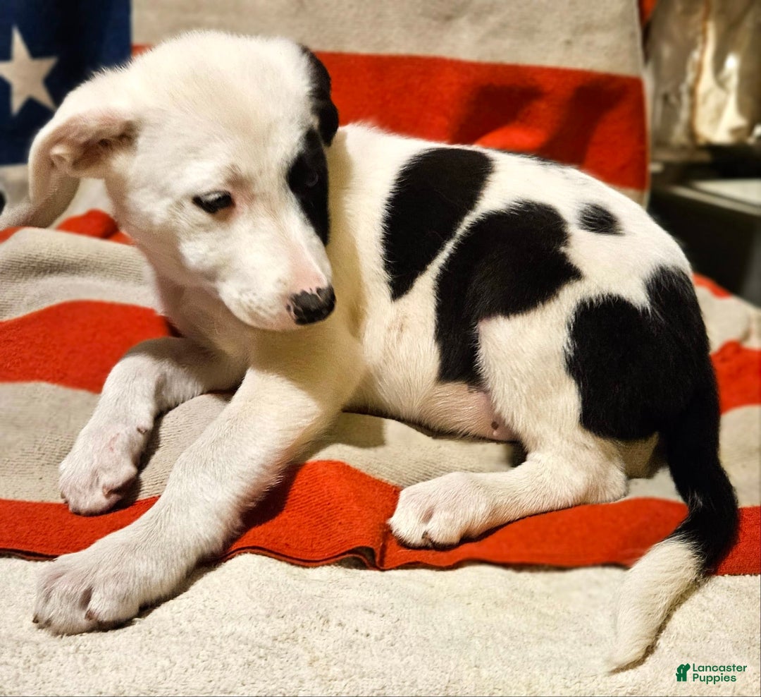 Border Collie dogs for sale: Bambi - Image 32