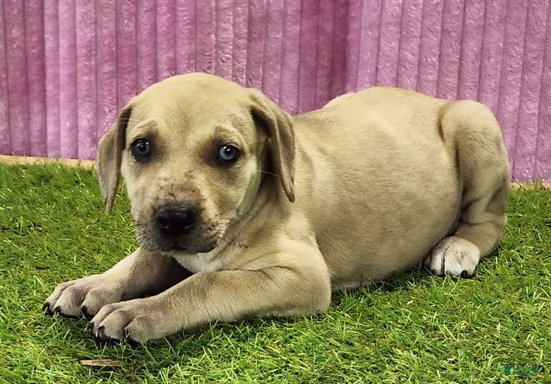 Catahoula Leopard Dog dogs for sale: Duchess 2025 Female 2 - Image 5