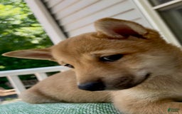 Shiba Inu dogs for sale: Princess - Image 4