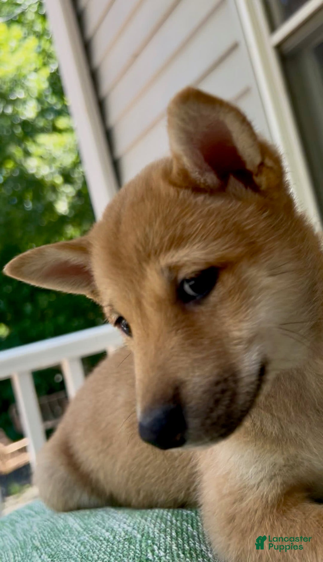 Shiba Inu dogs for sale: Princess - Image 4