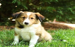 Shetland Sheepdog dogs for sale: Lion - Image 1
