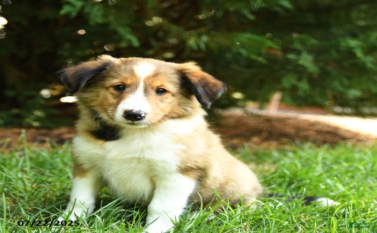 Shetland Sheepdog dogs for sale - Ad 5